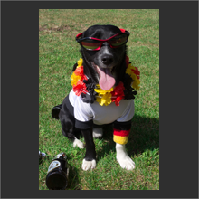 cool dog